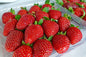 Strawberries (per pack)